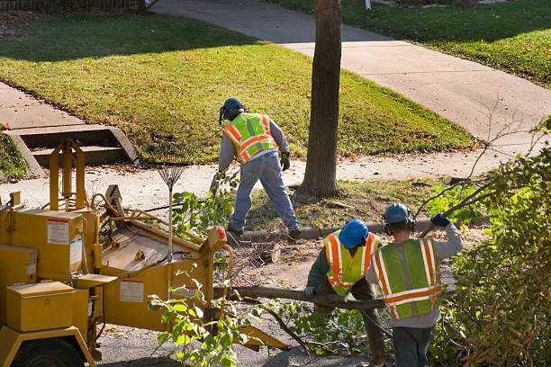 Trusted Kingston, WA  Tree Services Experts