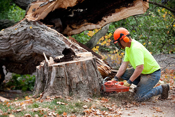 Leaf Removal Services in Kingston, WA