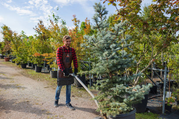 Why Choose Our Tree Removal Services in Kingston, WA?